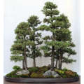 White Spruce - Picea Glauca -  Exotic Bonsai Tree - 10 Seeds