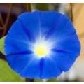 Heavenly Blue Morning Glory - Ipomoea Tricolor - Seeds - 50 Seeds