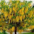 Golden Chain Tree - Laburnum watereri - Exotic Tree - 5 Seeds