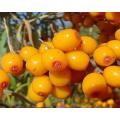 Sea Buckthorn - Hippophae Rhamnoides - Bonsai / Exotic Tree - 10 Seeds