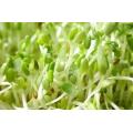 Alfalfa Sprouting Seeds - Lucerne - Medicago Sativa - 500 Seeds