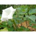 White Trumpets - Datura - Exotic Shrub - 10 Seeds