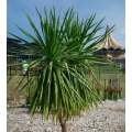 Yucca aloifolia - Spanish Bayonet - Exotic Succulent Tree - 10 Seeds