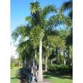 Foxtail Palm - Wodyetia bifurcata - Exotic Palm - 5 Seeds