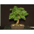 Japanese Larch - Larix kaempferi - Blue Rabbit Larch - Exotic Tree / Bonsai Tree - 5 Seeds