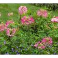 Rose Queen Cleome - Cleome hassleriana - Annual Flower - 100 Seeds