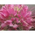 Rose Queen Cleome - Cleome hassleriana - Annual Flower - 100 Seeds