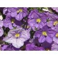 Nierembergia hippomanica - Purple Robe Cup Flower - Annual Flower - 100 Seeds