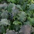 Kale Storm Salad Leaf Mix - Vegetable - 5 Seed Pellets - Simply Salad - Multi Seed Pellets - The ...