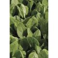 Cornet Baby Leaf Spinach - Hybrid - Spinacea Oleracea - 100 Seeds
