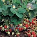 Fresca Strawberry - Fragaria X.Ananassa - Exotic Fruit Berry - 5 Seeds
