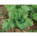 Greenwave Mustard Greens - ORGANIC - Heirloom Vegetable - 100 Seeds