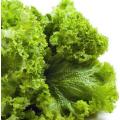Greenwave Mustard Greens - ORGANIC - Heirloom Vegetable - 100 Seeds