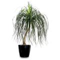 Ponytail Palm - Beaucarnea Recurvata - Seeds - 100 Seeds