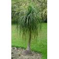 Ponytail Palm - Beaucarnea Recurvata - Seeds - 20 Seeds