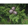 Cedar of Goa - Mexican White Cedar - Cupressus lusitanica - Exotic Tree / Bonsai - 5 Seeds