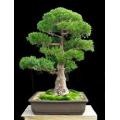 Japanese Red Cedar - Cryptomeria Japonica - Bonsai Tree - 5 Seeds