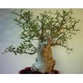African Baobab - Adansonia Digitata - Indigenous Tree / Bonsai - Seeds - 10 Seeds