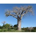 African Baobab - Adansonia Digitata - Indigenous Tree / Bonsai - Seeds - 5 Seeds