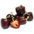 Chocolate Beauty Sweet Bell Pepper - Capsicum Annuum - Seeds - 20 Seeds