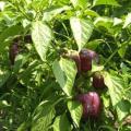 Chocolate Beauty Sweet Bell Pepper - Capsicum Annuum - Seeds - 10 Seeds
