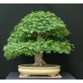 Trident Maple - Acer buergerianum - Bonsai / Tree - 5 Seeds
