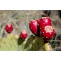Prickly Pear - Opuntia ssp Mixed - Edible Fruit - Succulent Cactus Fruit - 5 Seeds