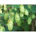 Hops - Humulus Lupulus - The Plant Beer is made from - Perennial Climber - 10 Seeds