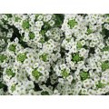 Alyssum Snow Cloth - Lobularia maritima - Annual Flower - 500 Seeds