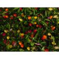 Nu Mex Twilight Chilli Pepper - Capsicum Annuum v Longum - 5 Seeds