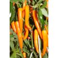 Golden Cayenne Chilli Pepper - Capsicum annum - Vegetable - 10 Seeds