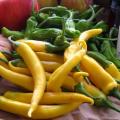 Golden Cayenne Chilli Pepper - Capsicum annum - Vegetable - 10 Seeds