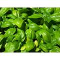 Genovese Basil - Culinary Herb - Ocimum Basilicum Genovese - 100 Seeds