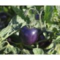 Indigo Rose Tomato - Lycopersicon Esculentum - Health Properties / NON GMO - 5 Seeds