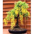 Golden Rain Tree - Koelreuteria Paniculata - Deciduous Bonsai Tree - 5 Seeds