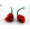 Carolina Reaper Pepper - Capsicum Chinense - The worlds HOTTEST Chilli Pepper - Seeds - 5 Seeds
