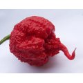 Carolina Reaper Pepper - Capsicum Chinense - The worlds HOTTEST Chilli Pepper - Seeds - 10 Seeds