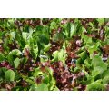 Gourmet Salad Lettuce Mix - Lactuca Sativa - Vegetable - 200 Seeds - ORGANIC