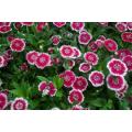Dianthus Baby Doll Mix - Dianthus Barbatus - Annual - 200 Seeds