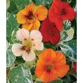 Nasturtium Alaska Mix - Tropaeloum Majus - 20 Seeds - Edible Annual Flower