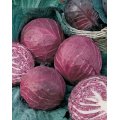 Baby Red Primero Cabbage - Brassica Oleracea v Capita - 10 Seeds