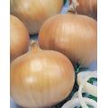 Hojem Onion - Allium Cepa - 200 Seeds