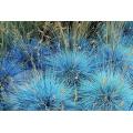 Blue Fescue Grass - Festuca Ovina Glauca  - Exotic Ornamental Grass - 20 Seeds