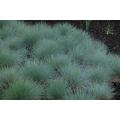 Blue Fescue Grass - Festuca Ovina Glauca  - Exotic Ornamental Grass - 20 Seeds