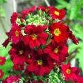 Crimson Shades Fairy Primrose - Primula Malacoides - Annual Flower - 50 Seeds