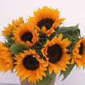 Tall Sunflower ProCut Hybrid - Helianthus - Annual - 10 Seeds