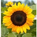 Tall Sunflower ProCut Hybrid - Helianthus - Annual - 10 Seeds