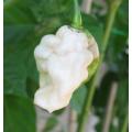 White Bhut Jolokia - Ghost Pepper - Chilli Pepper - Capsicum Chinense - Extremely Hot - 5 Seeds