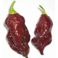 Chocolate Bhut Jolokia - Ghost Pepper - Chilli Pepper - Capsicum Chinense - Extremely Hot - 5 Seeds