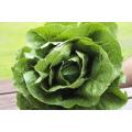 Parris Island Romaine Cos Lettuce - Heirloom Vegetable - Lactuca Sativa - 500 Seeds